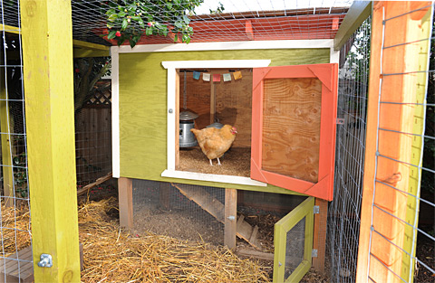Our Urban Chicken Coop Plan